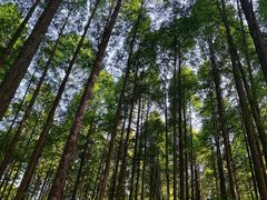 -武陵山森林公园