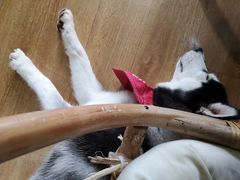 -Husky Go! 哈士奇体验馆·宠物咖啡厅狗咖