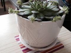 iphone_upload_pic-吃饼人西餐(南开店)