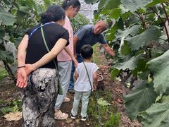 -马陆小张葡萄园农家乐