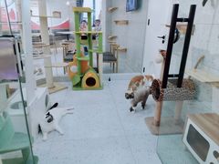 -喵园·猫主题咖啡厅·撸猫·猫咖(国贸店)