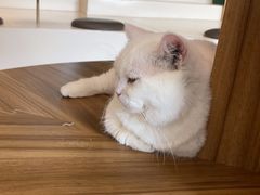 -飞行喵MR PILOT|猫舍·猫咖(静安大融城店)