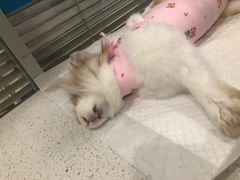 -美迦爱-牙专科·兔科·骨科诊疗中心(北苑店)