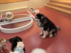 -和它·交个朋友·狗咖猫咖(爱琴海店)