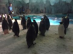 -广东省拱北口岸中国旅行社(华宾营业部)