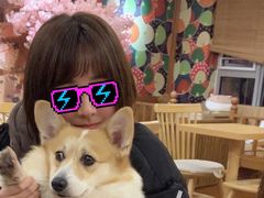 -豆柴町-柴犬主题狗咖(红鼎国际C座店)