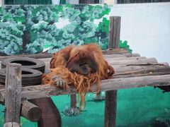 -西霞口神雕山野生动物世界