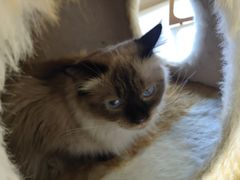 -藏猫猫咖啡主题馆(中央大道店)