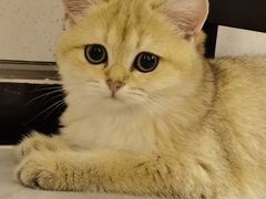-lincat·猫舍(广州店)