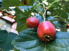 -中粮万科长阳半岛