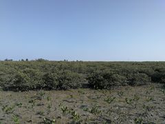 -北海金海湾红树林生态旅游区