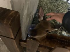 -浣熊柯尔鸭土拨鼠·电玩咖