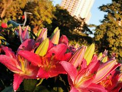 -福田红树林生态公园
