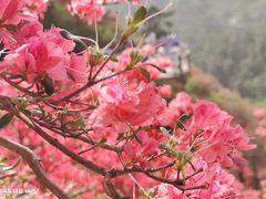 -木兰云雾山