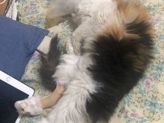-宠颐生中康贝怡动物医院