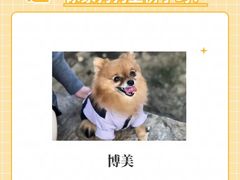 -翊宠yipet猫狗购宠庄园犬舍•猫舍