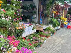 -溪岸路花鸟市场