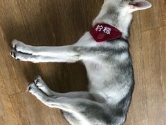 -Husky Go! 哈士奇体验馆·宠物咖啡厅狗咖