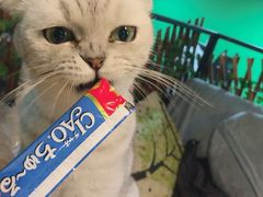 -李小姐の猫咖啡馆(五角场店)