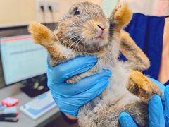 -爱侣宠医·鹦鹉专科·小型哺乳类·异宠专科(灵石路店)