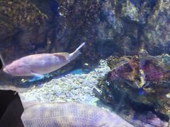 -太平洋海底世界