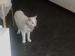 -Bai Meow法式西点咖啡
