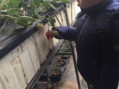 -甜心庄园·甜心草莓采摘园(西青中北店)