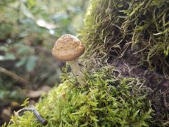 -五营红松林海景区