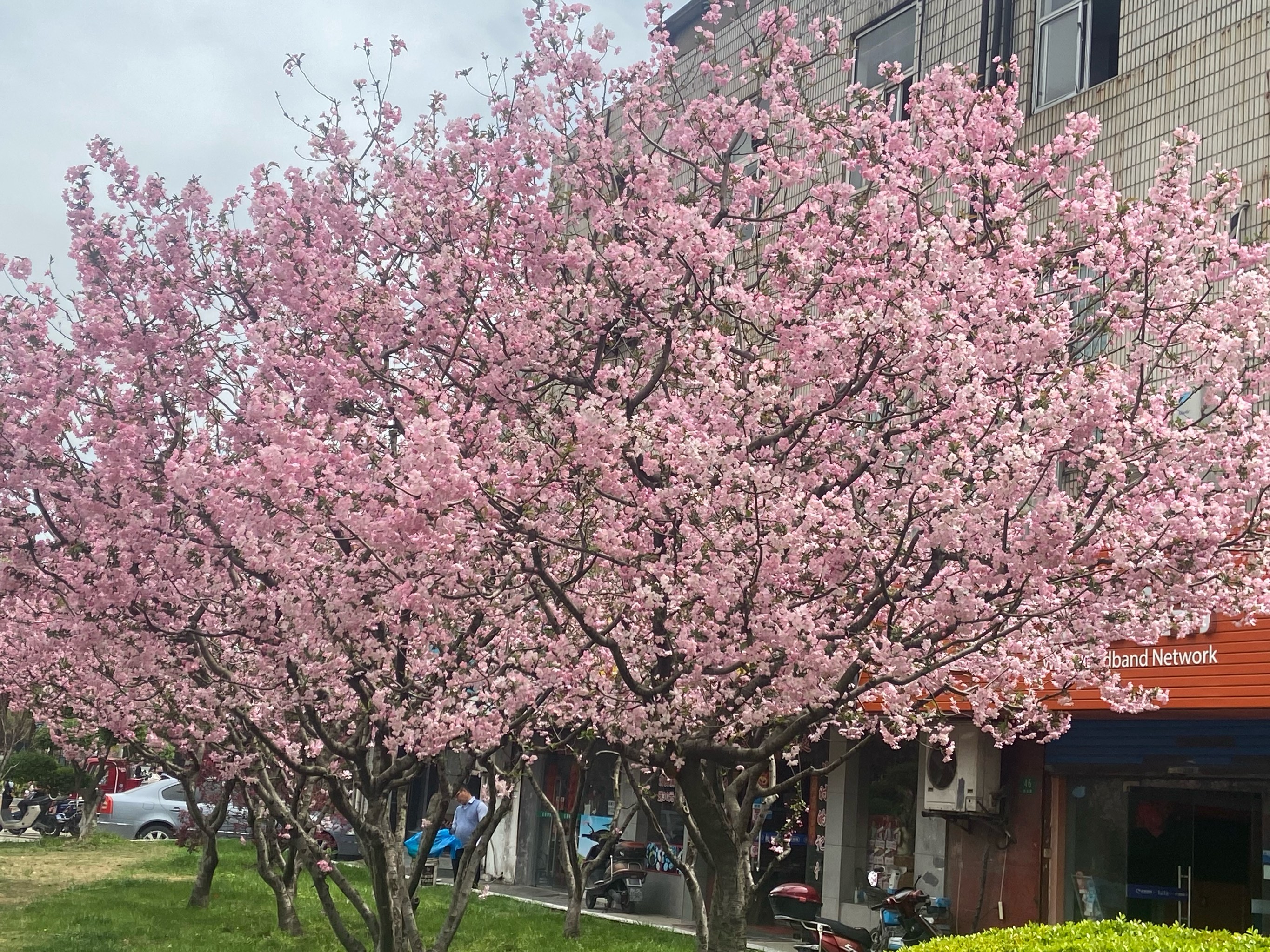 珠海斗门南澳村樱花图片