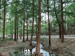 -白水寺森林公园