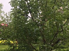 -首都医科大学附属北京潞河医院