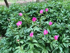 -合肥滨湖国家森林公园