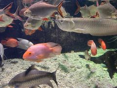 -太平洋海底世界