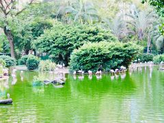 -九龙公园