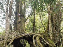 -云南屏边大围山国家公园