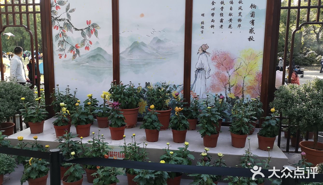 秋意未浓枫难红 千菊争艳百媚娇