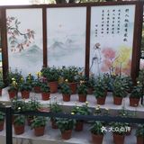 秋意未浓枫难红 千菊争艳百媚娇