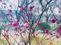 -香雪海