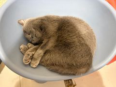 -平行世界·猫咖(首经贸店)