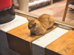 -猫的天空之城概念书店(大学路店)