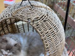 -藏猫猫咖啡主题馆(中央大道店)