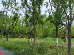 -莲花池公园