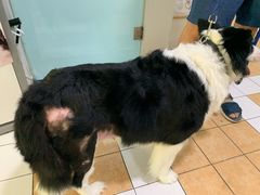 -西安京西宠物医院·瘫痪·疑难杂症