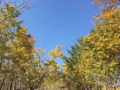 -千年银杏谷文化旅游区