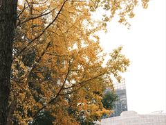 -陆家嘴中心绿地