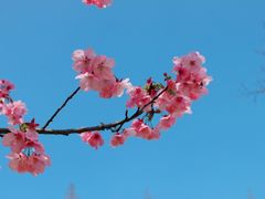 -杭州植物园