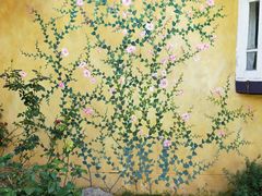 -黄色小屋