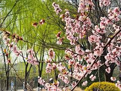 -春风习习