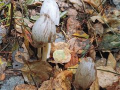 -叠溪松坪沟景区