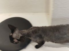-琪喵猫屋·撸猫猫咖·猫舍